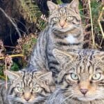 Miracle in the Cairngorms: Scottish Wildcat Kittens Born to Captive-Bred Parents