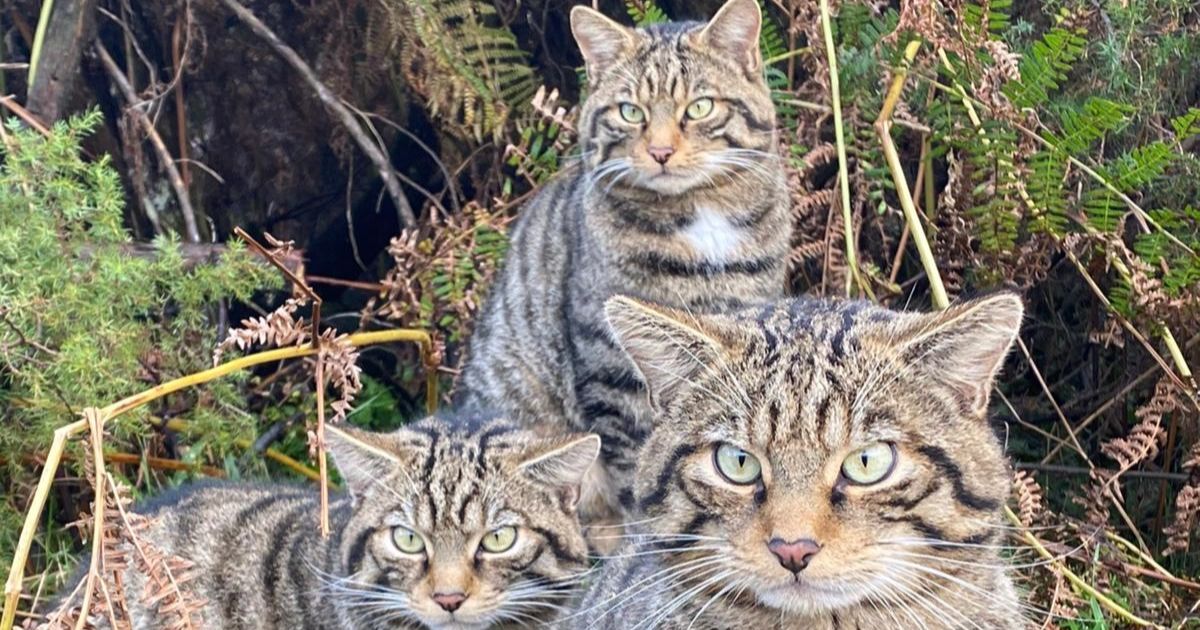 Miracle in the Cairngorms: Scottish Wildcat Kittens Born to Captive-Bred Parents