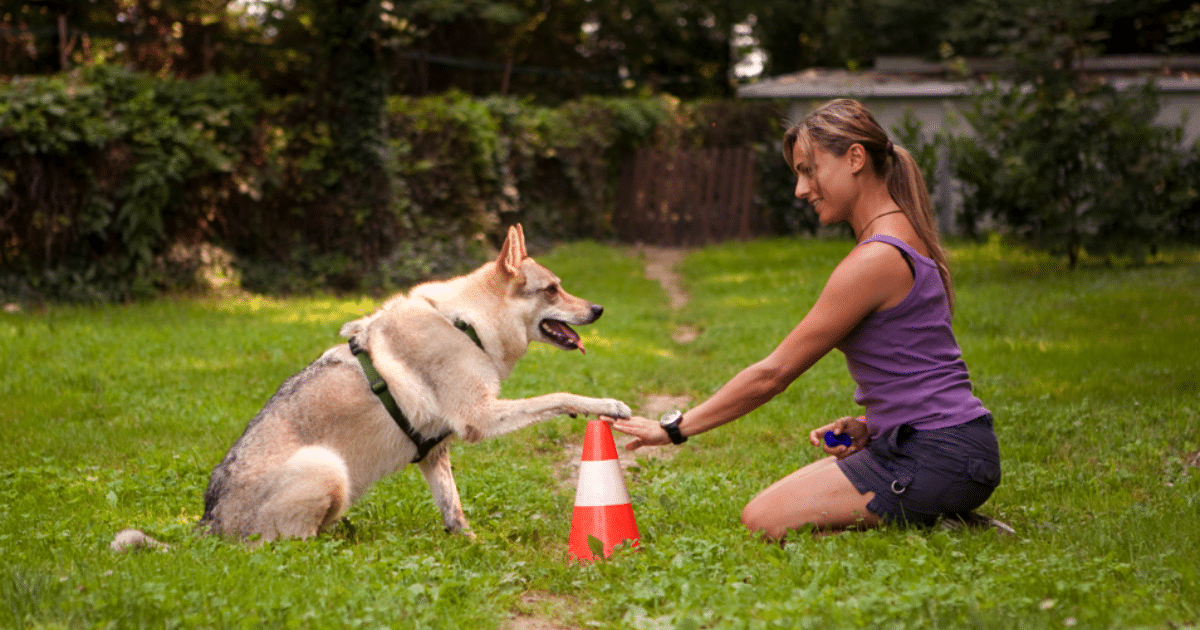 Other Helpful Methods for Treat-Based Training