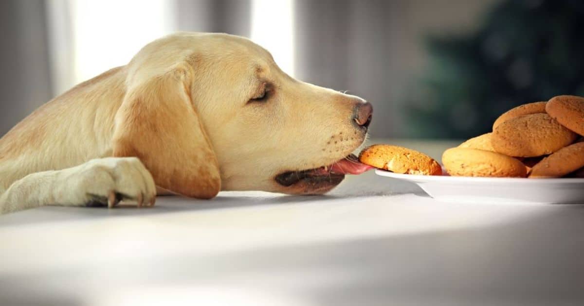 Potential Risks of Feeding Cinnamon to Dogs