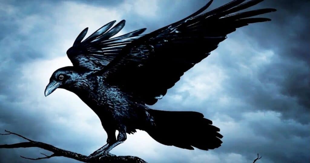 Ravens