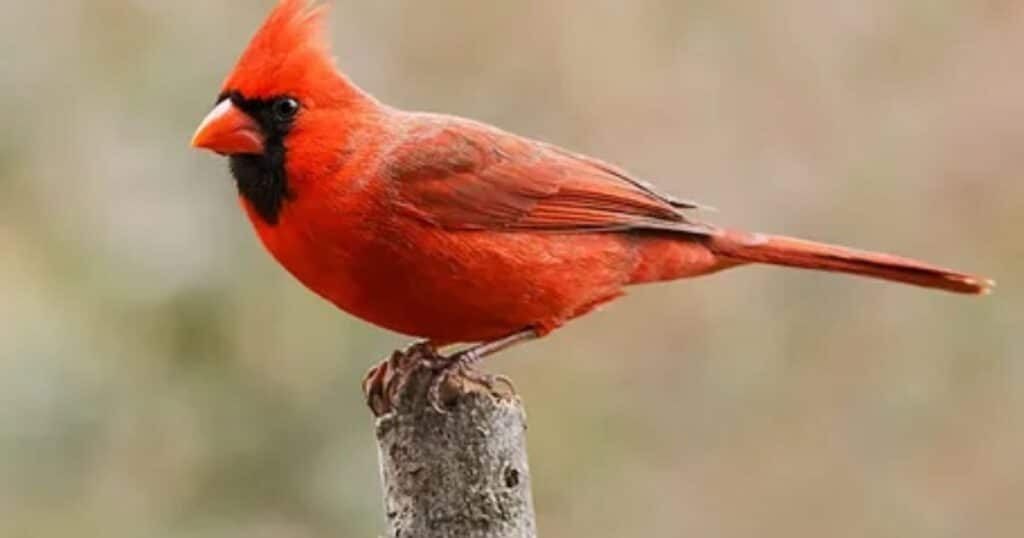 Red Bird Names: Fiery Feathered Friends