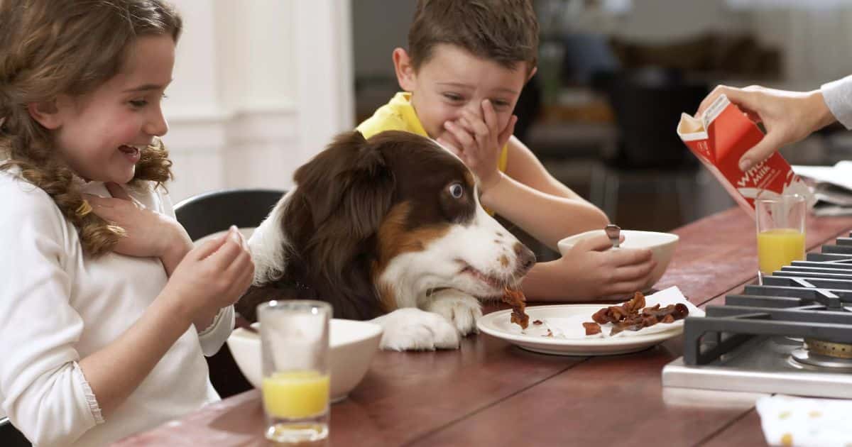 Sharing Food Safely with Your Dog