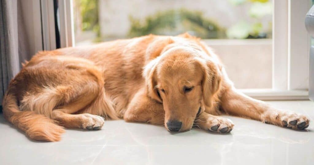 Signs Your Dog is Sitting Alone due to Temperature Preference