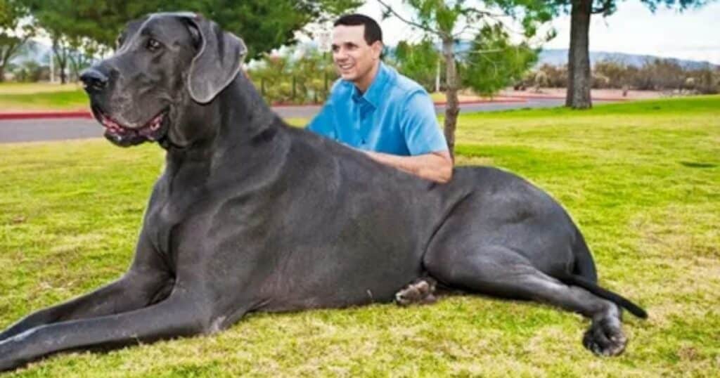 Size Matters: Unique Names for Big Dogs