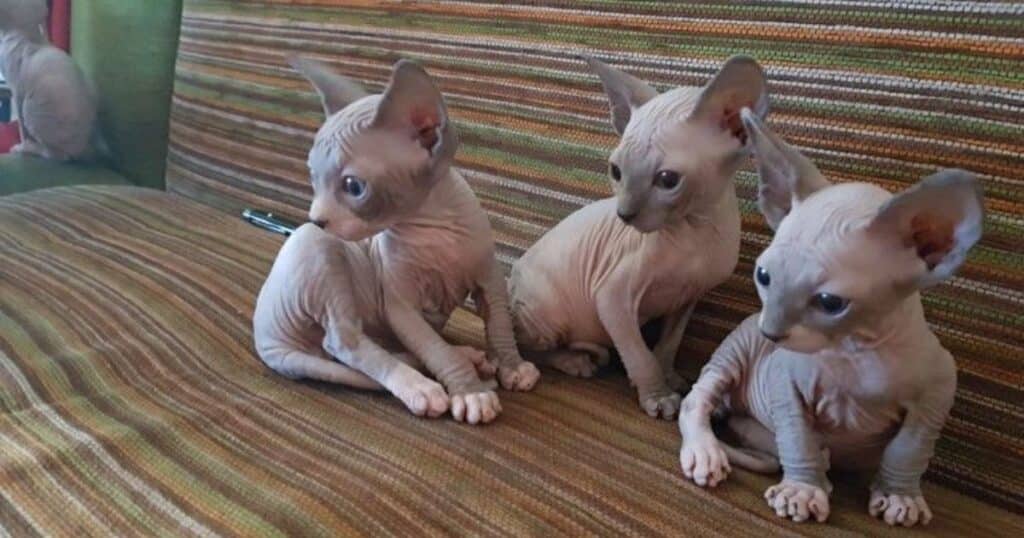 Sphynx Kittens for Sale in the USA