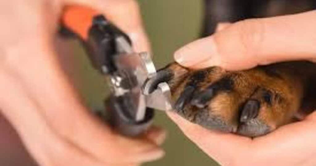 Start Trimming dog Black Nails Slowly: A Cautious Approach