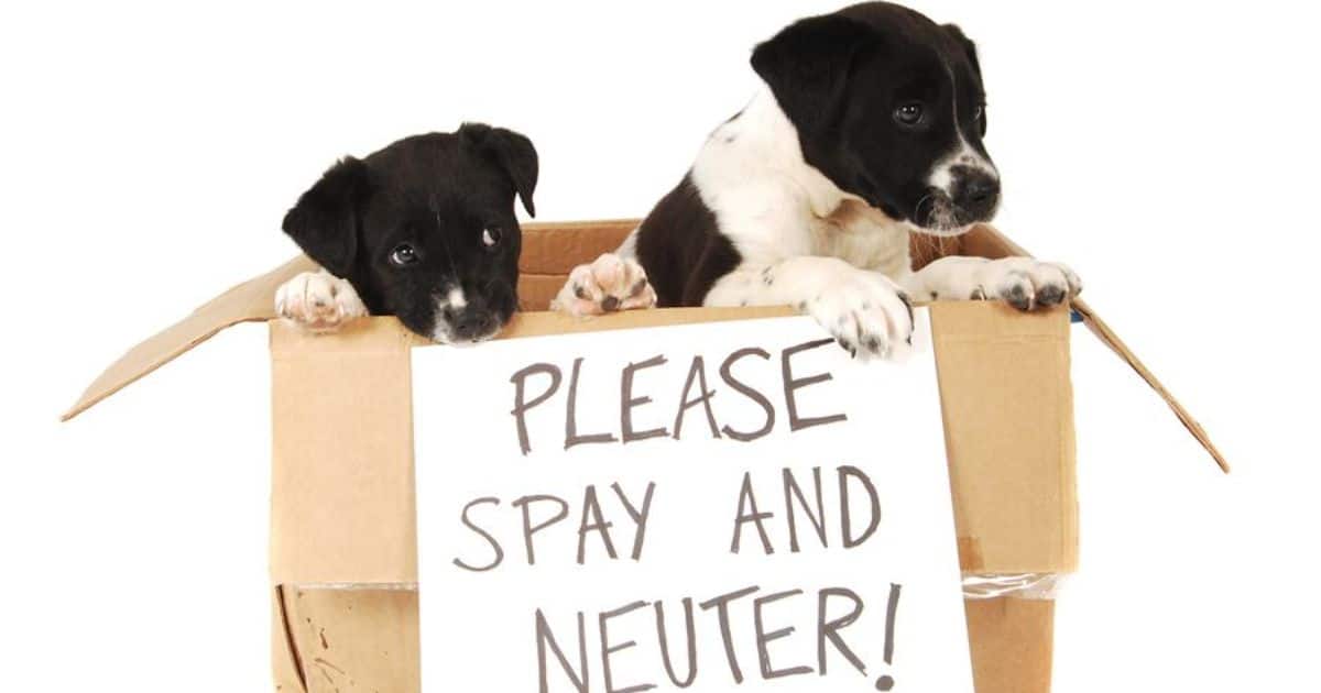 The Best Time to Spay or Neuter Your Unique Pet