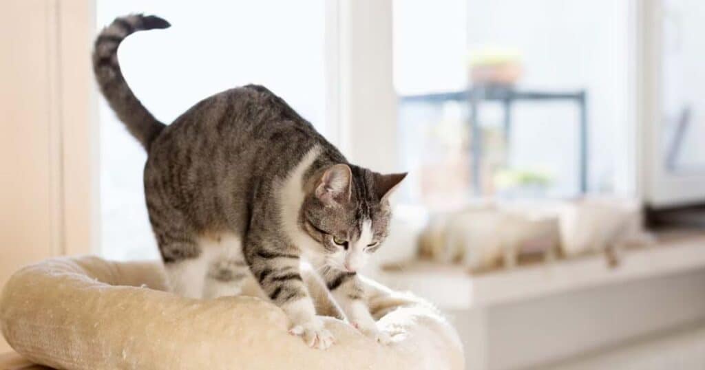 The Positive Effects of Routine and Consistency in Cat Behavior