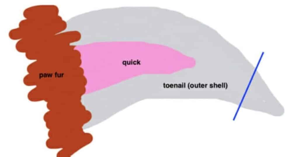 Understanding Dog Nail Anatomy