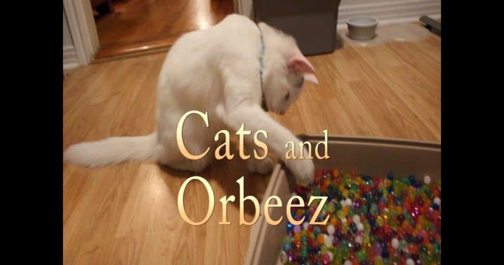 What Happens if a Cat Eats Orbeez?