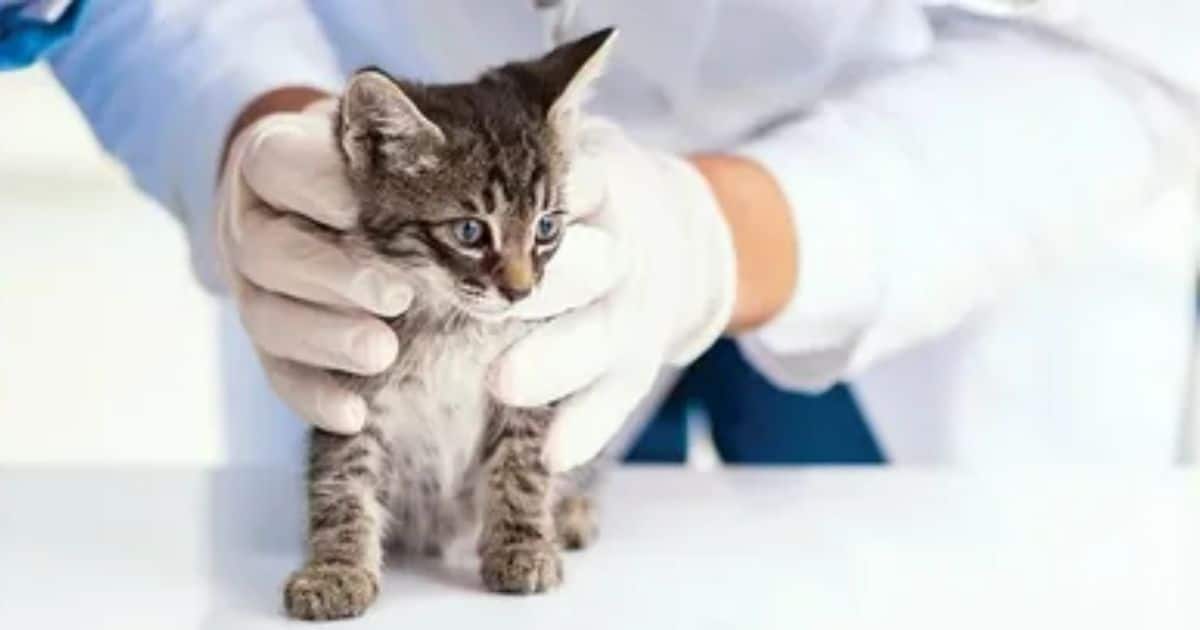 When to Spay or Neuter Your Cat