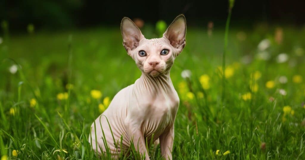 Why Are Sphynx Kittens So Expensive?