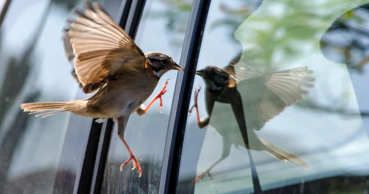 Safeguarding Our Feathered Friends: Why Birds Fly Into Windows—and How to Prevent It From Happening