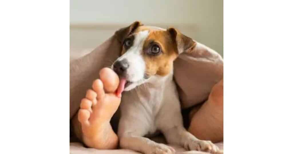 Why Does My Dog Lick My Psoriasis?