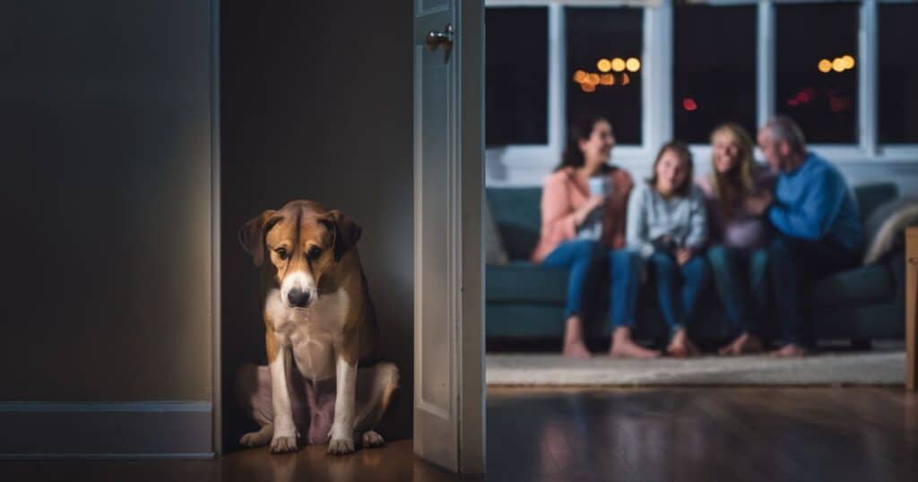 Why Does My Dog Sit Alone in Another Room?