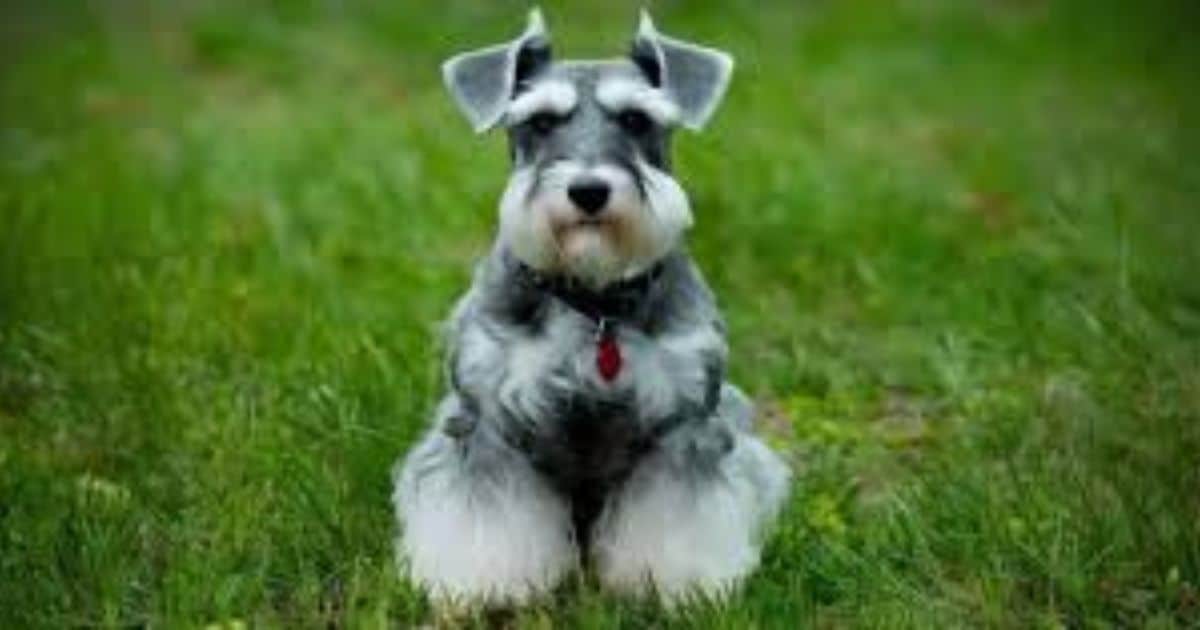 25 Reasons Why People Think Schnauzers Are the Worst Dogs (But Are They Really?)