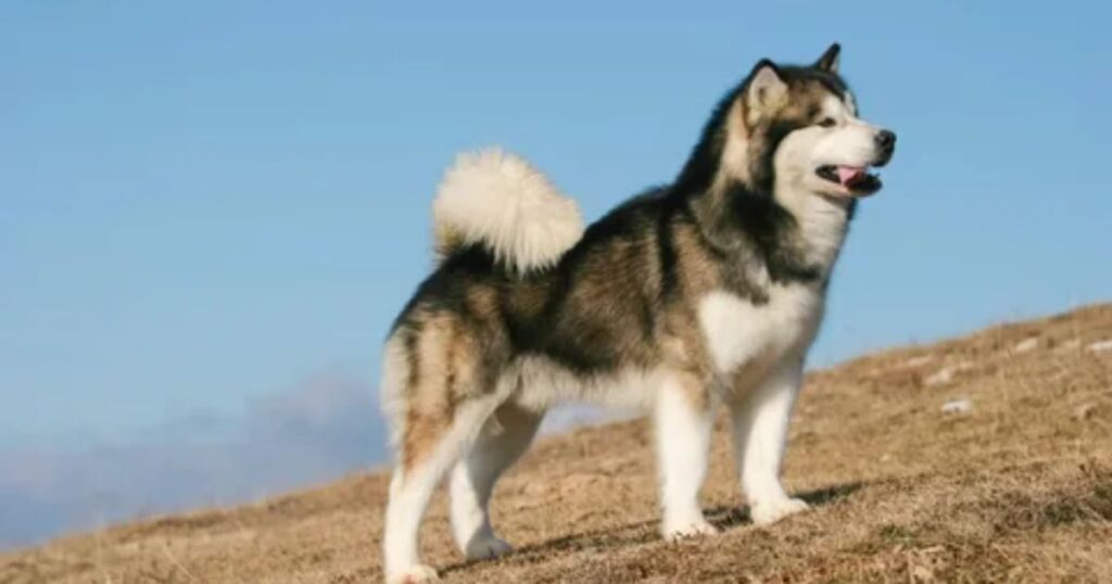 Alaskan Malamute