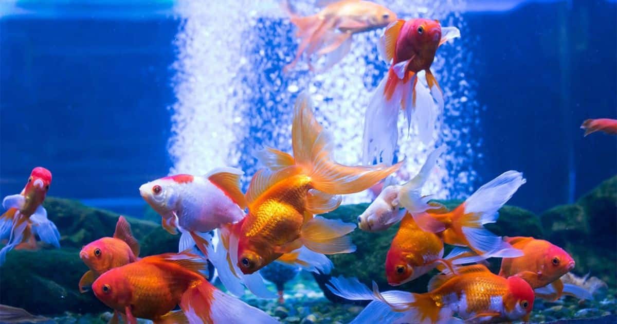 Bubbles on My Fish Tank: The Ultimate Guide to Understanding and Solving Aquarium Fizz