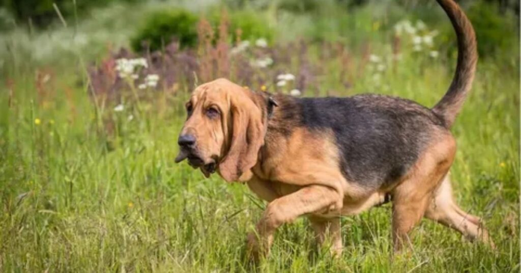 Bloodhound