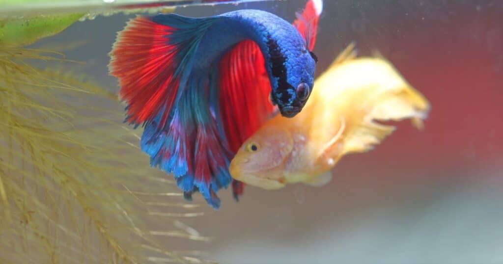 Breeding Female Betta Fish