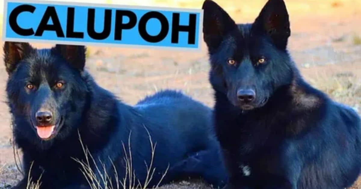 Calupoh Dog Breed: Characteristics & Care