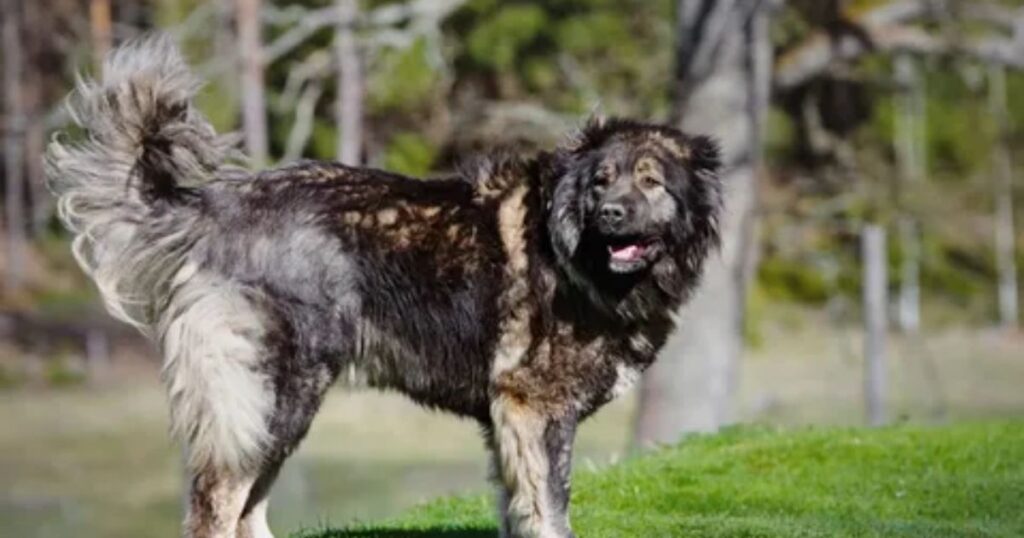 Caucasian Shepherd