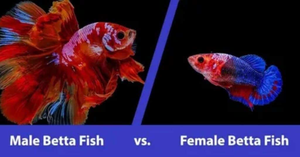 Debunking Myths: Female vs. Male Bettas