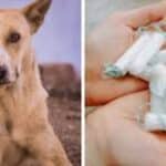 Dog Ate Tampon: How Long to Pass It Safely?