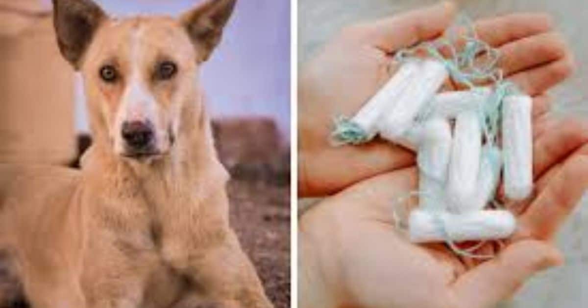 Dog Ate Tampon: How Long to Pass It Safely?