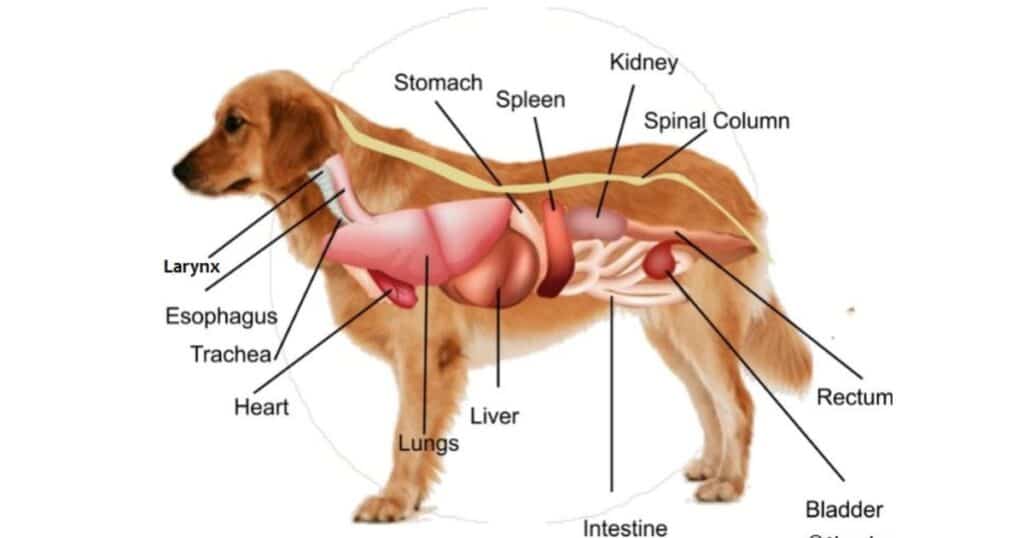 dog Preventing Future Stomach Issues and Eating Problems