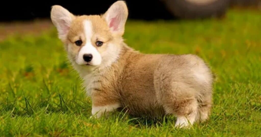 Finding Your Perfect Pembroke Welsh Corgi Puppy in Glen Burnie, MD: A Comprehensive Guide