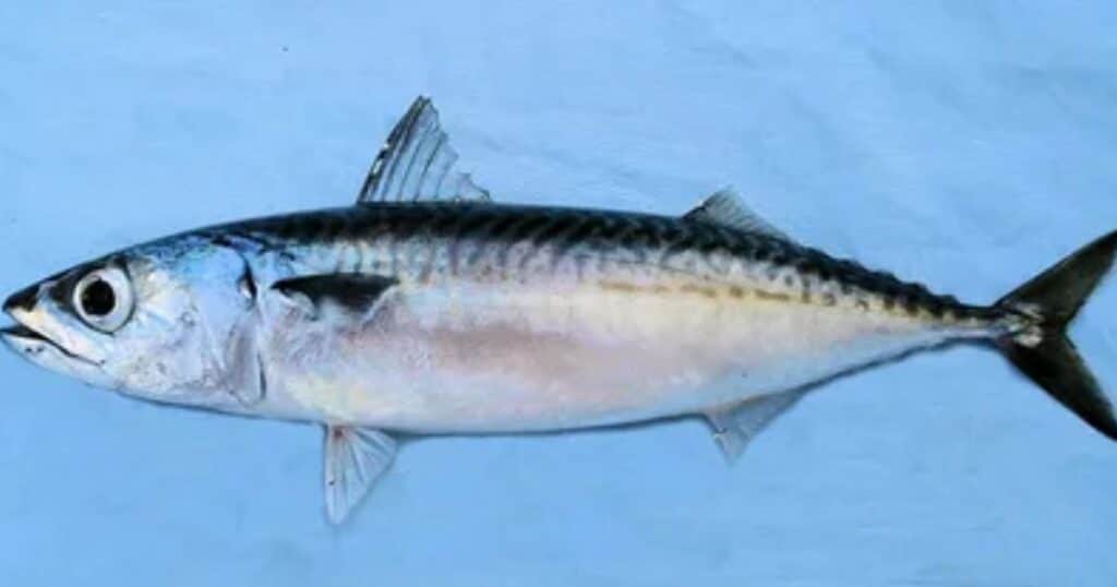 Mackerel: The Unsung Hero of the Sea - A Deep Dive into This Versatile Fish