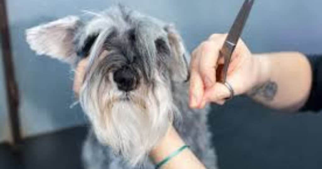 Grooming Challenges: When Your Schnauzer Becomes a High-Maintenance Diva