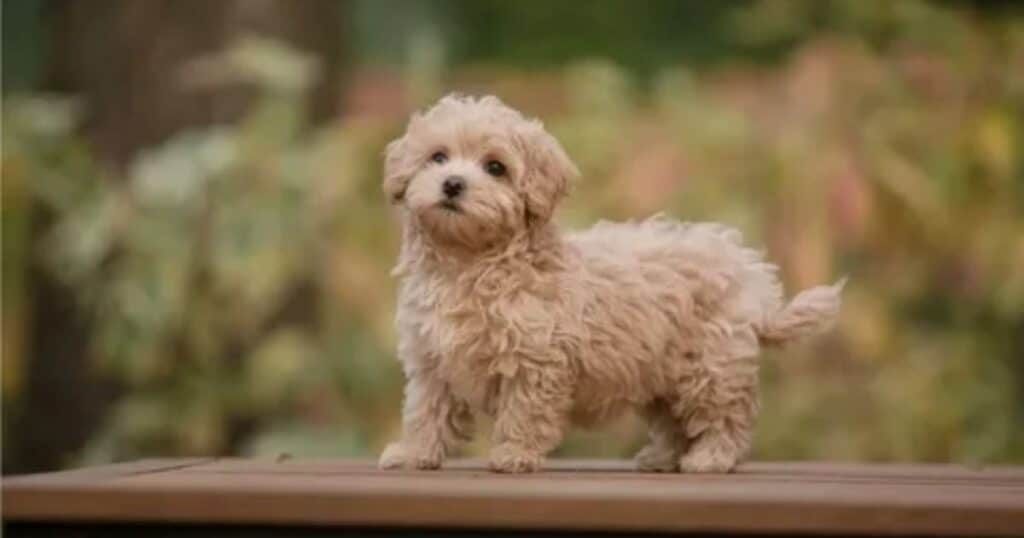 Health and Lifespan: Long Live the Maltipoo!