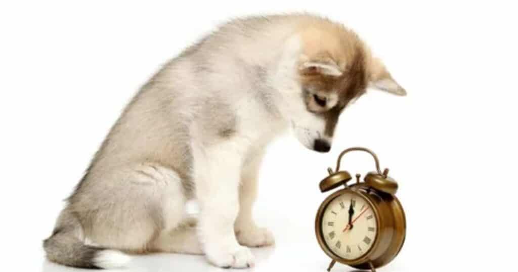 How Long is a Few Minutes in Dog Time: Unveiling the Canine Clock