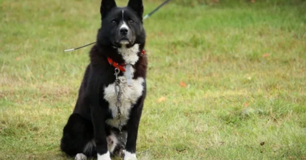 Karelian Bear Dog