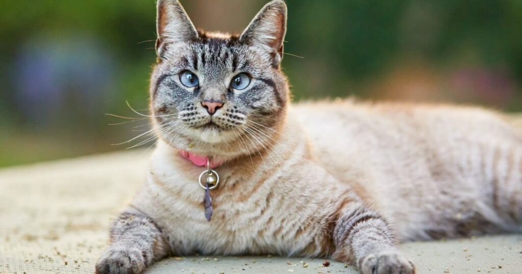 Lynx Point Siamese: Cat Breed Info, Characteristics & Care