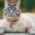 Lynx Point Siamese: Cat Breed Info, Characteristics & Care