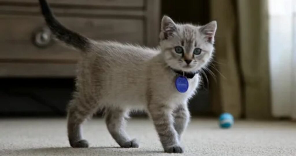 Lynx Point Siamese Development