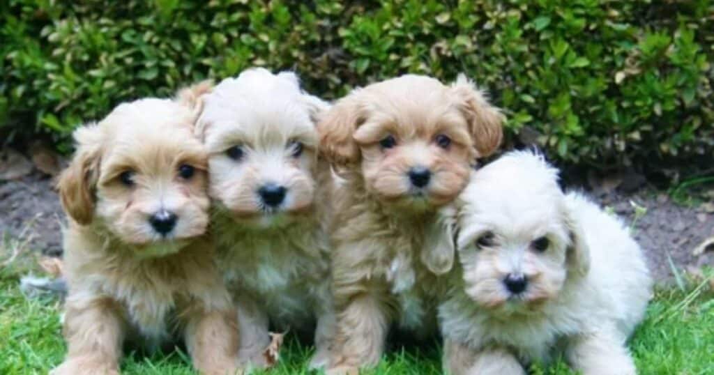 maltipoo-puppies-for-sale-in-staten-island-new-york