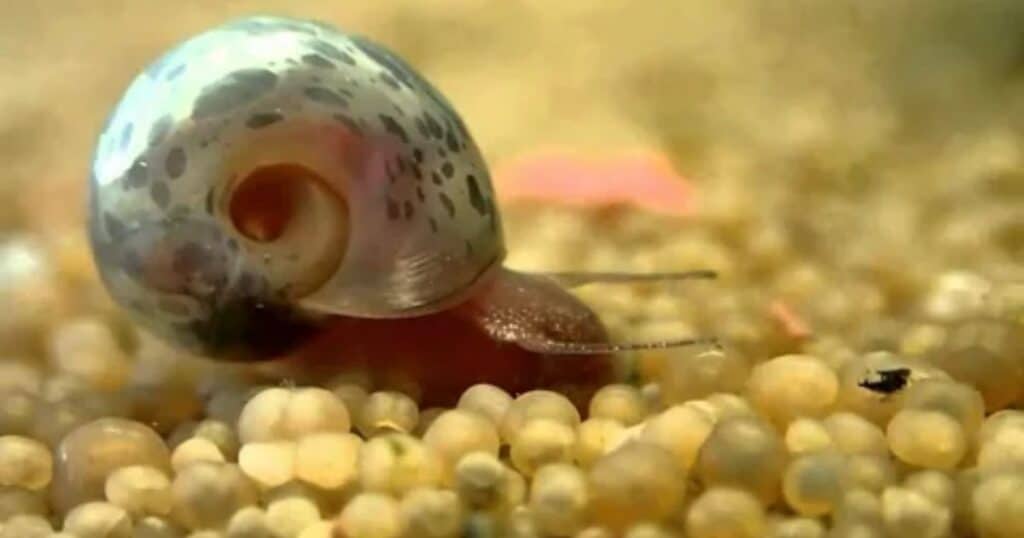 Managing Snail Eggs in Your Fish Tank