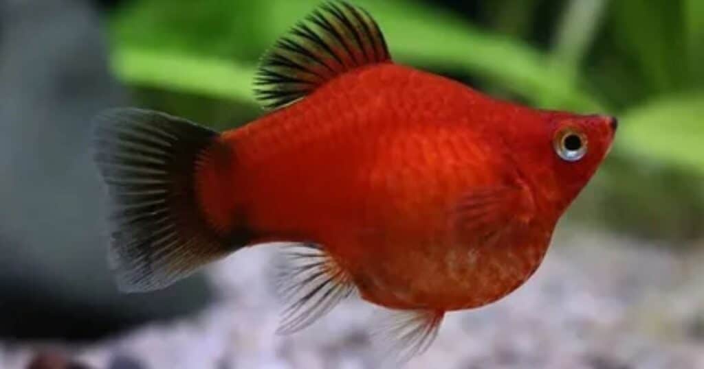 Popular Red Fish Personalities: Meet Your New Finned Friends