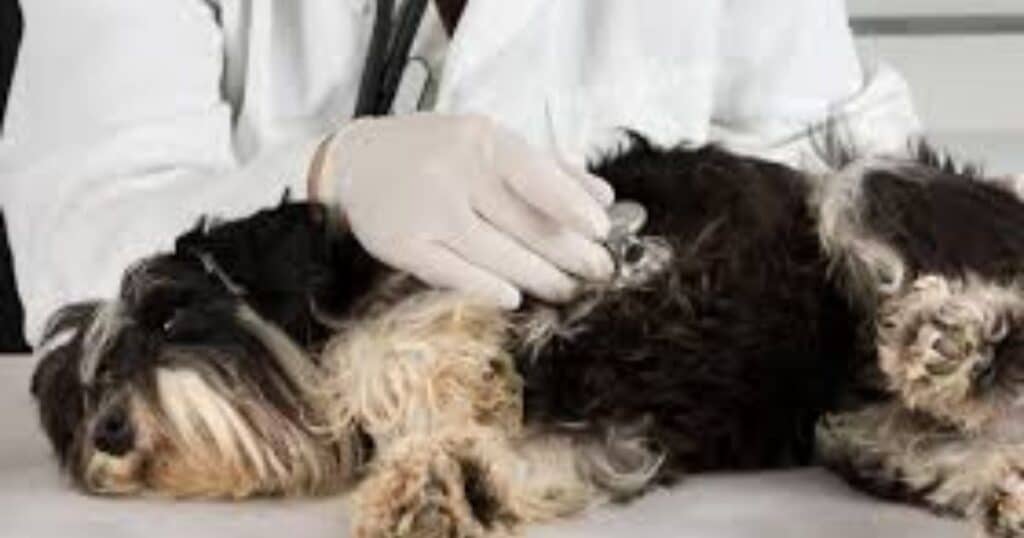 Potential Health Concerns: When Your Schnauzer's Health Goes Haywire