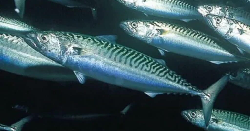 The Cultural Significance of Mackerel