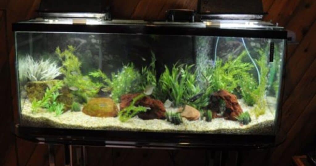 The Importance of Cycling Your 15 Gallon Tank