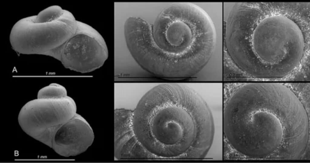 The Snail Egg Life Cycle: From Jelly to Tiny Gastropods