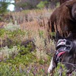 Top 8 Bear Hunting Dogs