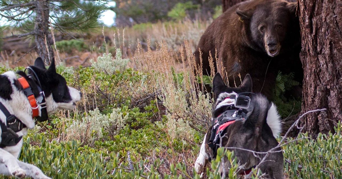 Top 8 Bear Hunting Dogs