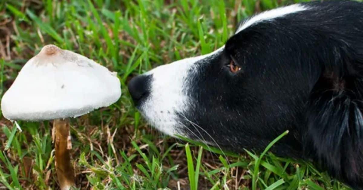 Treatment for Mushroom Poison in Dogs